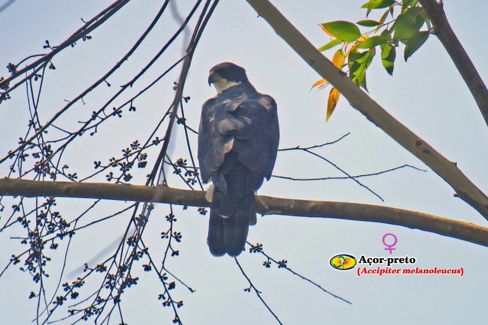 Zoologia Açorpreto (Accipiter melanoleucus)